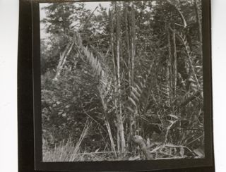 Clump of ferns