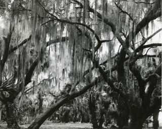 Spanish Moss in a live oak grove