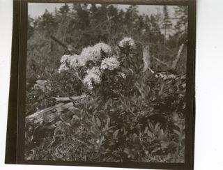 Clump of white flowers