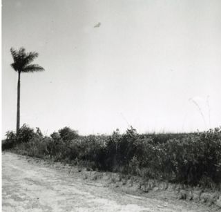 Palm Tree and shrubs along a sandy road