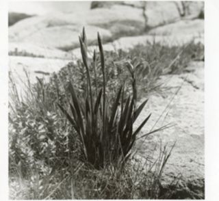 Iris growing out of the crack in a rock