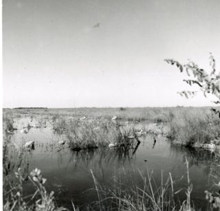 Sawgrass Marsh