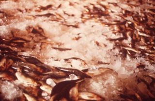 Oil and the Maine Coast Sierra Club Side Show