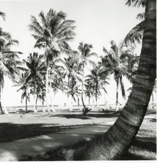 Palm Trees along the waterfront