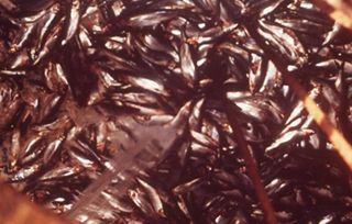 Oil and the Maine Coast Sierra Club Side Show