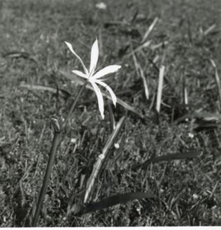 Front view of a white lily