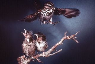 Pant Ce Exhibit Birds