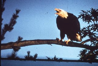 Pant Ce Exhibit Birds