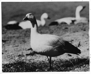 Lesser Snow Goose