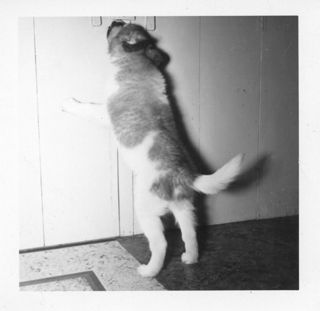 Dog at the Door