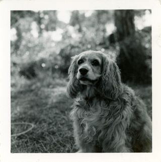 Cocker Spaniel, Scampie