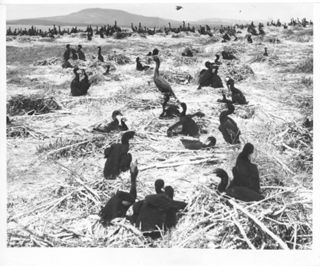 Nesting Cormorants