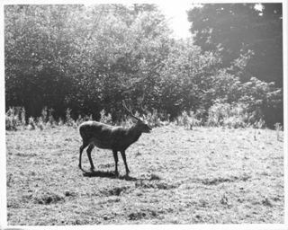 Male Deer