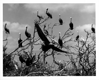 Pelicans