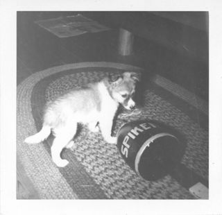 Puppy Bennie with Buoy