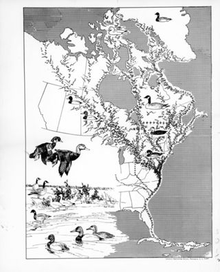 Migration of Birds, Atlantic Flyway