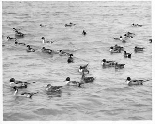 Pintail Ducks