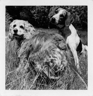 Two Dogs