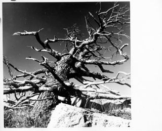 Tree at Schoodic