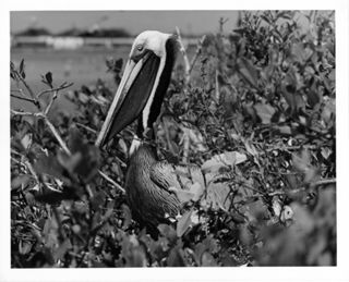 Pelican Closeup
