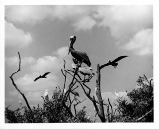 Perching Pelicans