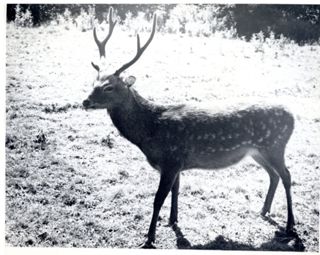 Male Deer with Spots