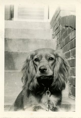 Cocker Spaniel, Scampie