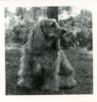 Cocker Spaniel, Scampie