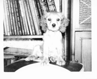 Cocker Spaniel puppy with two front paws on white ottoman.