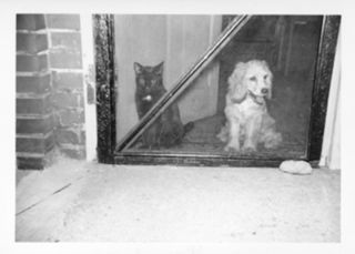 Cat and Dog at Door