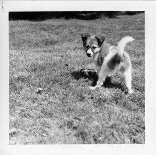 LaRue's Dog Bennie