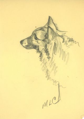Sketch of Dog