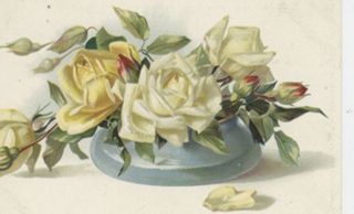 Yellow and White Roses