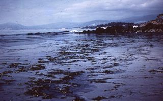 Oil on beach