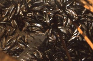 Sierra Club Oil Slide Show