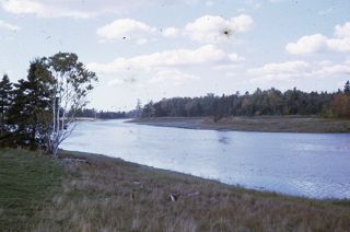 Salt Marsh