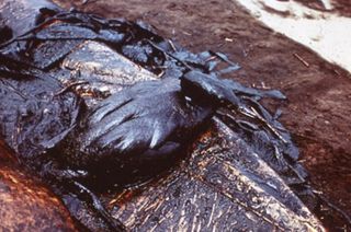 Sierra Club Oil Slide Show