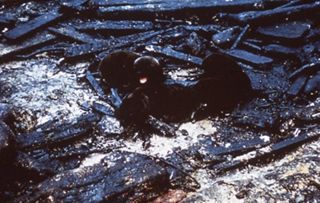 Sierra Club Oil Slide Show