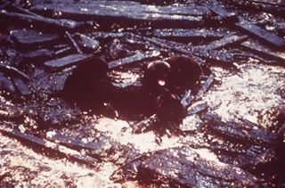 Oil and the Maine Coast Sierra Club Side Show