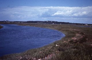 Salt Marsh