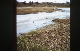 Marsh Grass