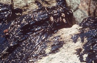 Oil and the Maine Coast Sierra Club Side Show