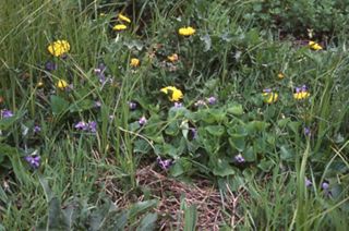 Wild flowers