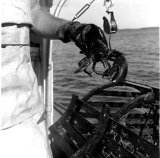 Lobster