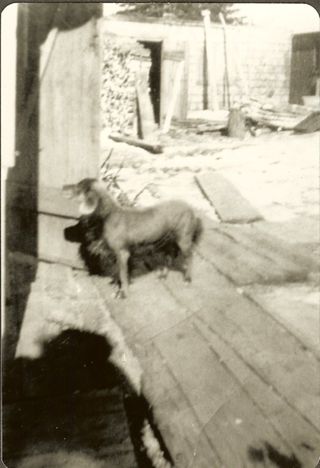 Sylvester Gott's dog, Peter, a mexican hairless dog