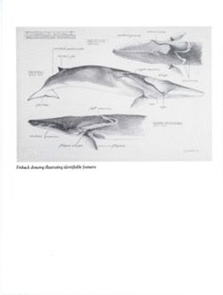 6852bc1516e9b8.68934461.pdf page 3